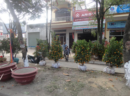 Quất đào Thành Vinh ế ẩm ngày 30 Tết